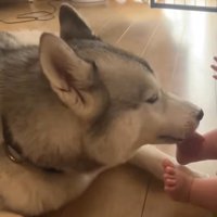 赤ちゃんの足の裏を舐める犬