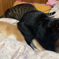 全てを受け入れて寝るももちゃん