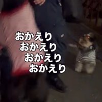 男性の後ろで男性を見つめる小型犬