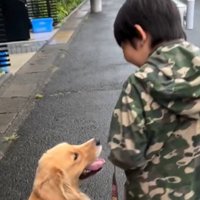 散歩中に見つめ合う犬と男の子