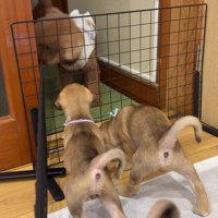 子犬が少し苦手な風太ちゃん