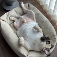 仰向けで顔を横に向ける犬