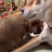 母犬に甘える子犬