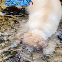 水に顔をつける犬3