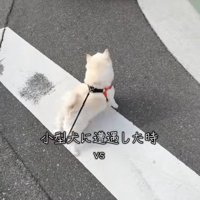 小型犬に吠えるベラちゃん
