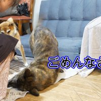 土下座して代わりに謝罪！