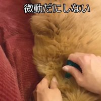 薬を垂らしても全く気にしません♪