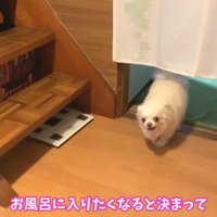 コハクくんが登場