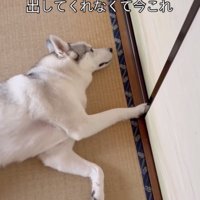 ささやかすぎる抵抗