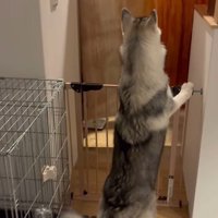 ゴロちゃんのドッキリへの反応2