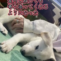 飼い主さんに寄り添って甘える子犬
