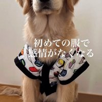 服を着て座る犬