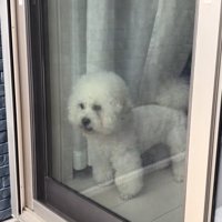 一旦休憩中の小型犬