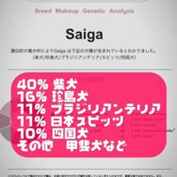 犬の遺伝子検査結果のデータ