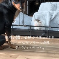 保護された子猫