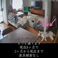 最近はいい子で待てるように♪