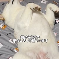 豆柴が落ちている…！？