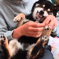 噛みつく素振りを見せて抵抗！
