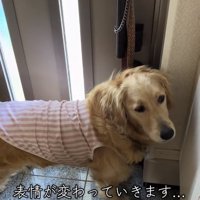 目を逸らすロイちゃん