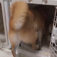 お隣の幾三くんのハウスの中へ