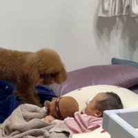 赤ちゃんの近くにぬいぐるみを落とす犬
