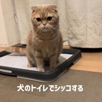 犬のトイレの上に座る猫