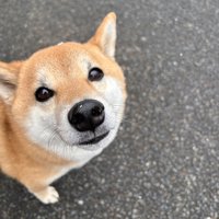 あざとい