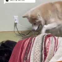 目覚ましとしても活躍