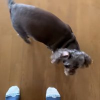 床に降りたペコちゃん