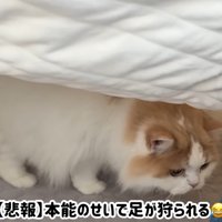 足に飛びかかろうと狙っています！