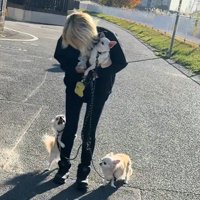 チワワ3匹とお散歩8