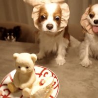 ケーキを凝視する犬たち