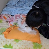 仰向けになっている犬の胸を優しく撫でる男の子