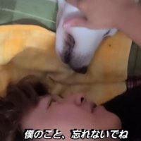 眠っている犬の顔を撫でる男の子