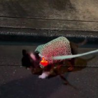 落ち葉を踏んだら…