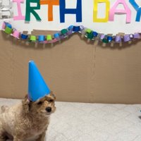 なんとも言えない顔の犬