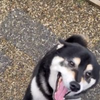 垂れ目で喜ぶ犬