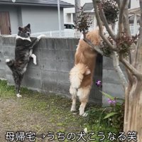 塀から外を見る2頭の犬