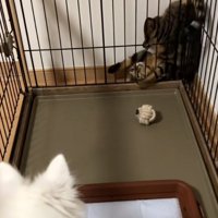 挟まるナルちゃん