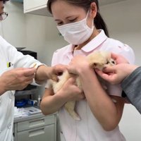 ワクチン接種のため動物病院へ