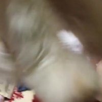 華麗