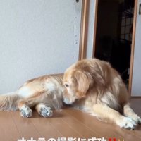 お腹の匂いを嗅ぐ犬
