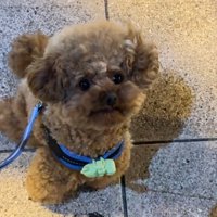 飼い主さんを見るうーろんくん