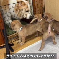 ライトちゃんは犬界の強面さん？