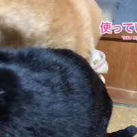 ハウスを譲ってくれました♪