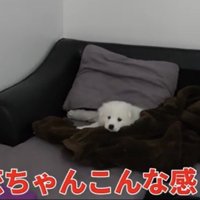 毛布から顔を出す子犬