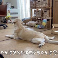 サンちゃんはお昼寝中