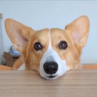 見つめる