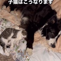 スパイク君の腕枕ですやすや…