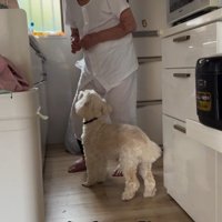 ワンコとおじいちゃんの日常2
